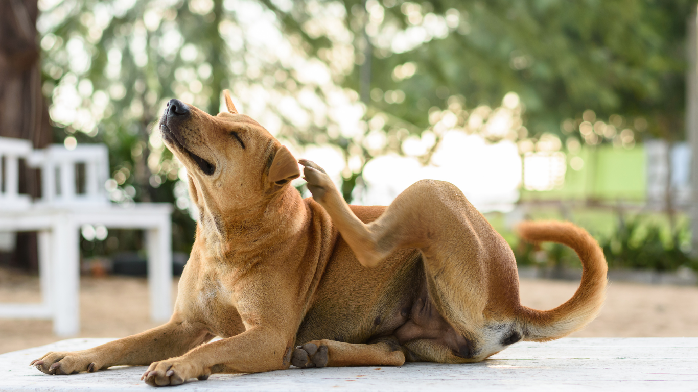 Allergie alimentaire chez le chien : un déclencheur fréquent de démangeaisons