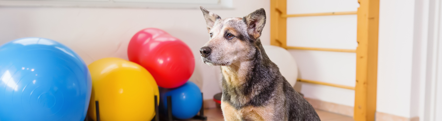 Arthrose chez le chien : comprendre,  repérer les signes et soulager la douleur