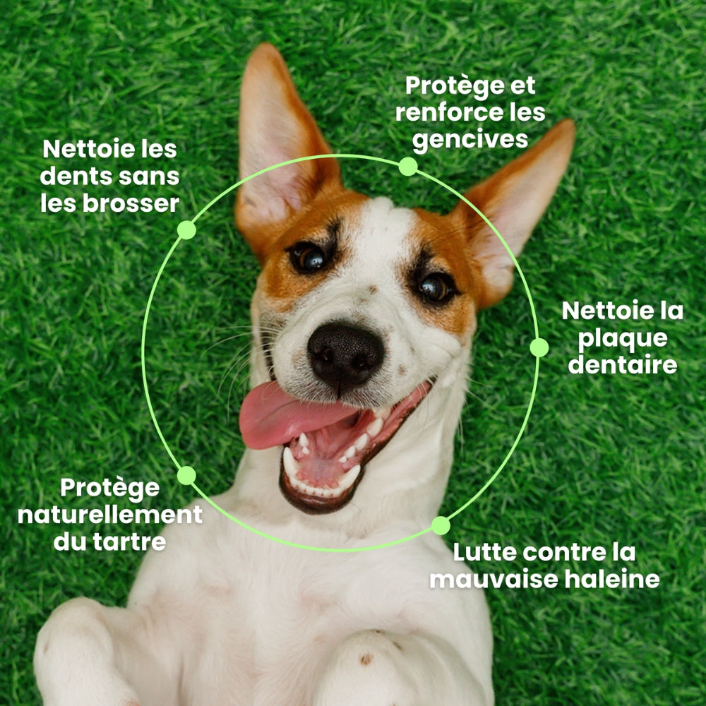 Haleine, Dents & Gencives