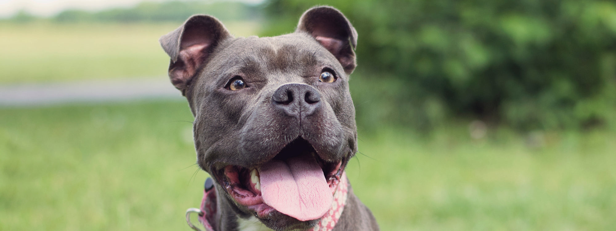 Allergie alimentaire du chien : savoir la reconnaître et la traiter