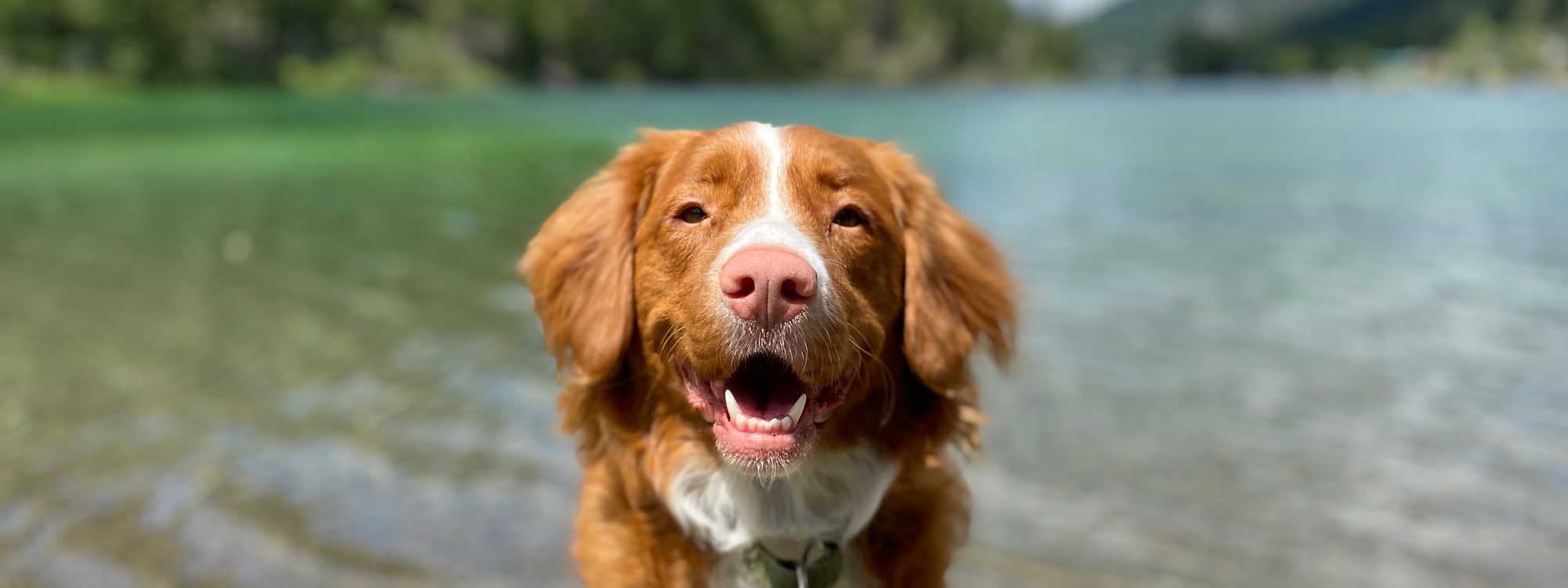 Les bienfaits des antioxydants pour la santé du chien