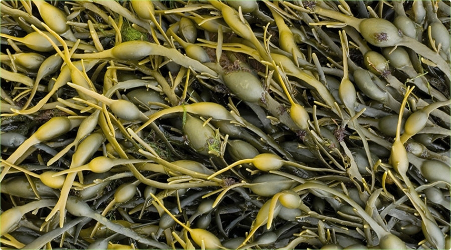Ascophyllum pour chien : bienfaits, utilisation et efficacité