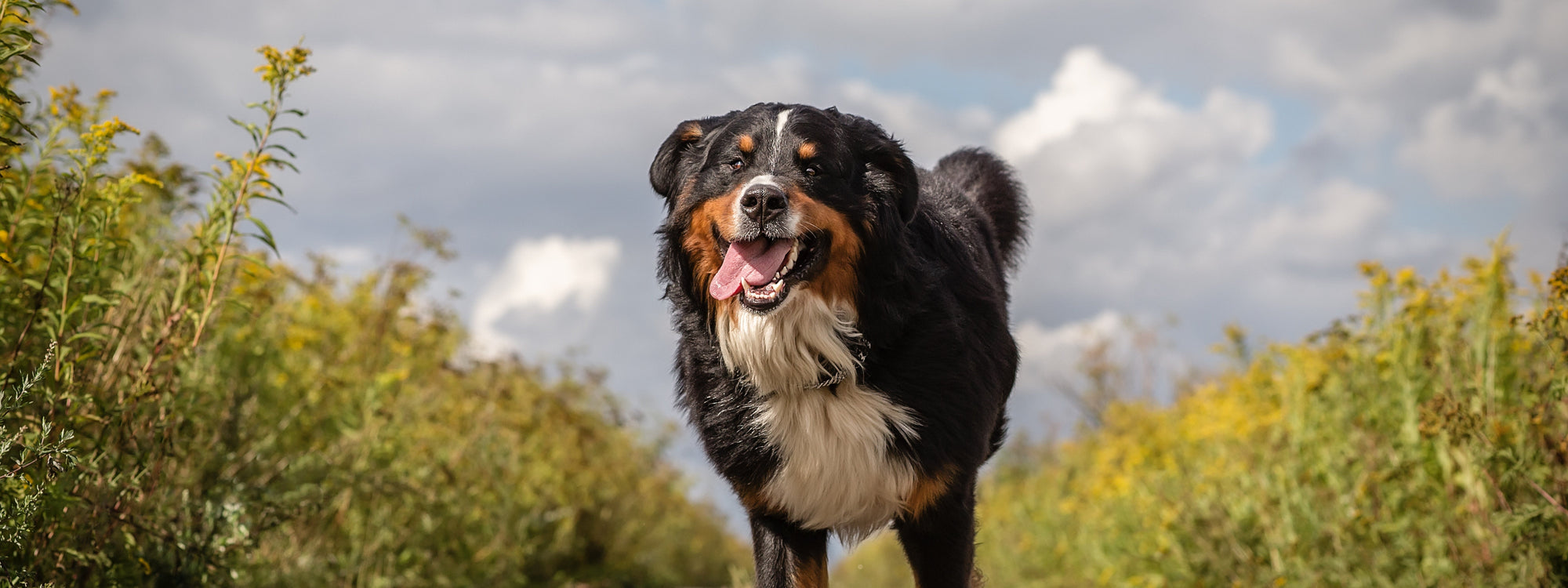 Comment améliorer l’hygiène dentaire de son chien au quotidien ?