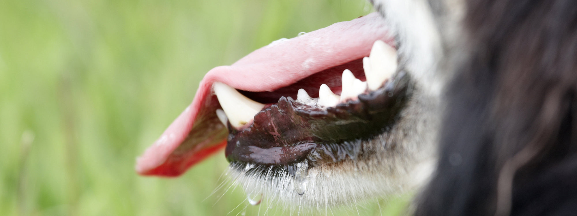 Quelles sont les conséquences du tartre chez le chien ?