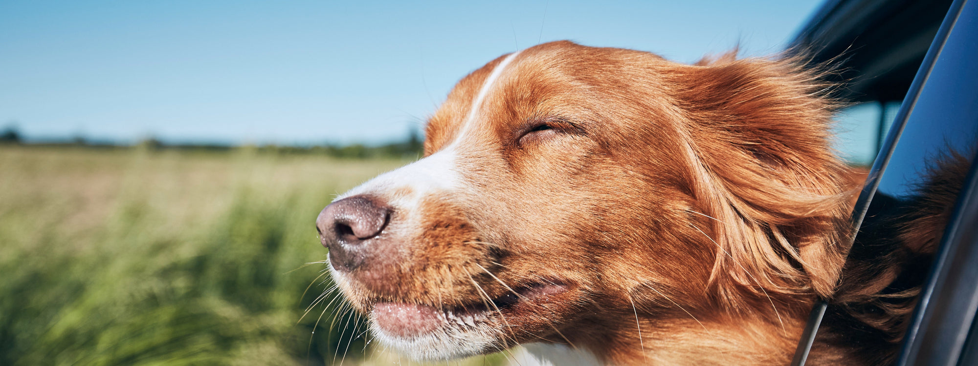 Le rôle des prébiotiques naturels sur le microbiote du chien