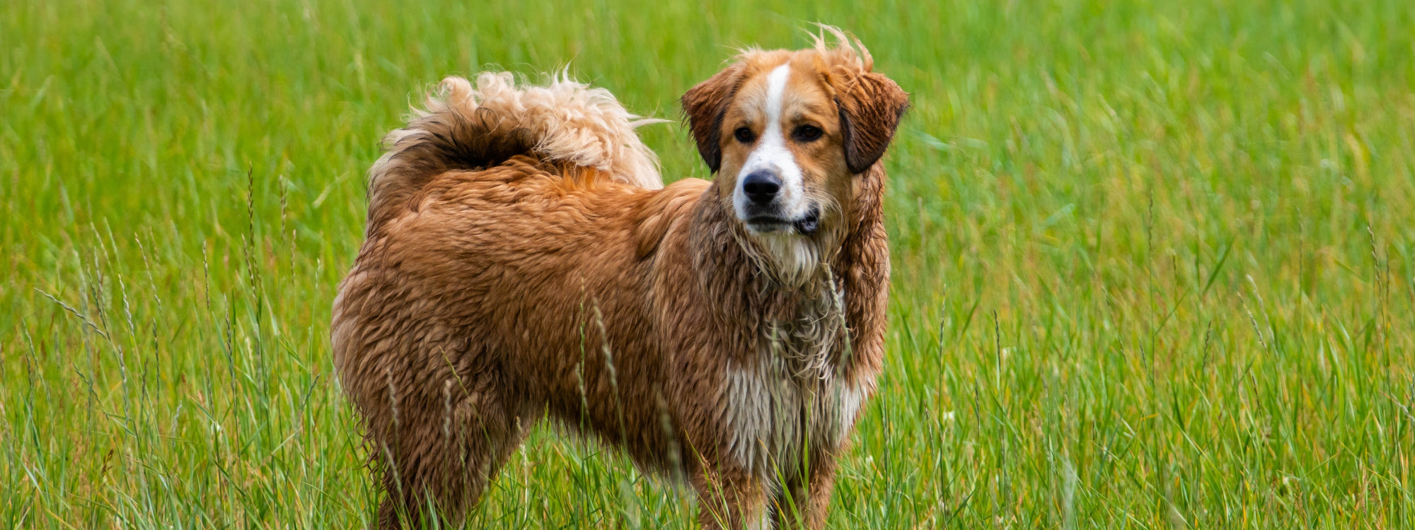 Mon chien est constipé : comment faire pour le soulager ?