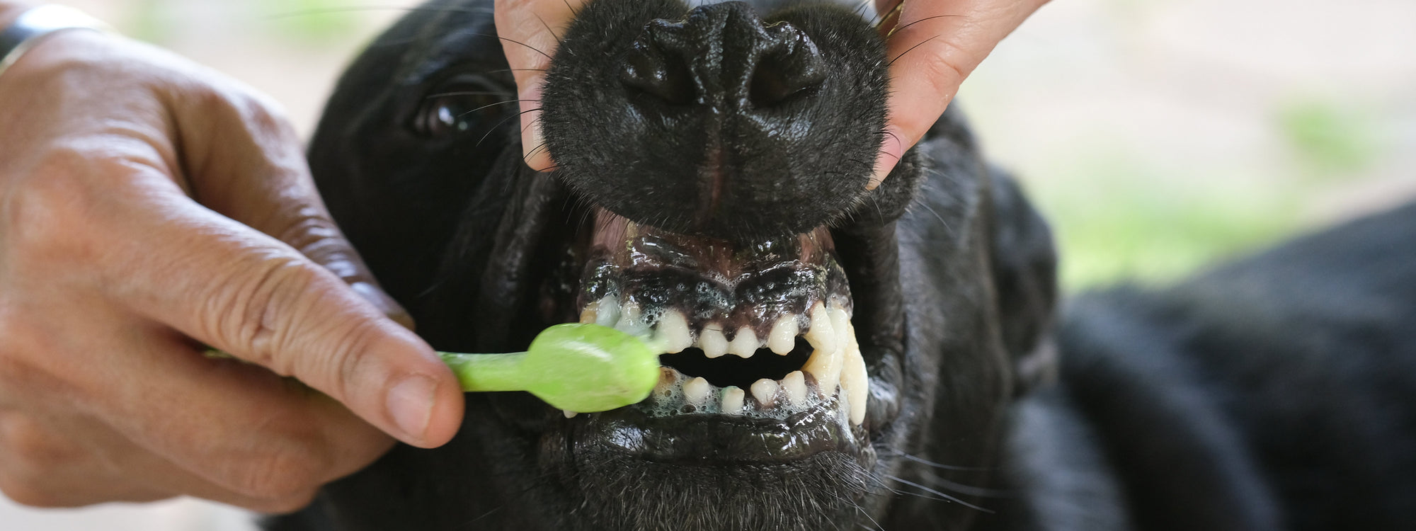 Comment brosser les dents de son chien ?