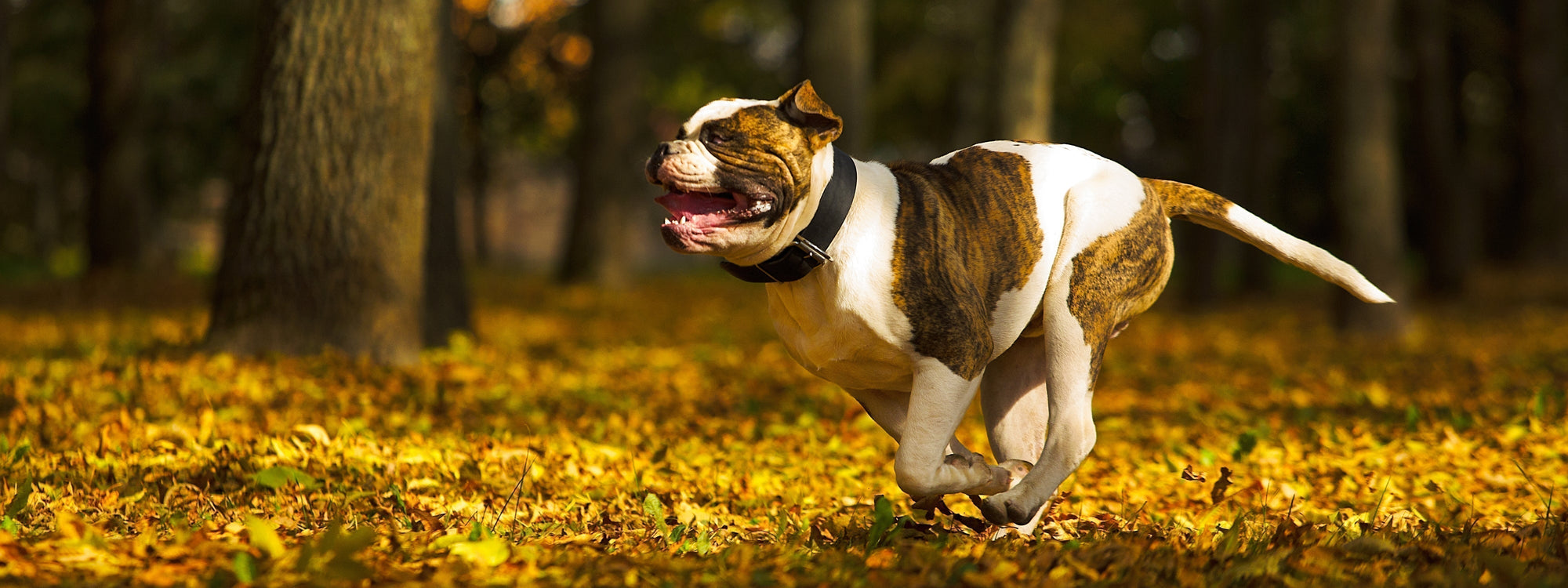 Comment renforcer le système immunitaire de son chien ?
