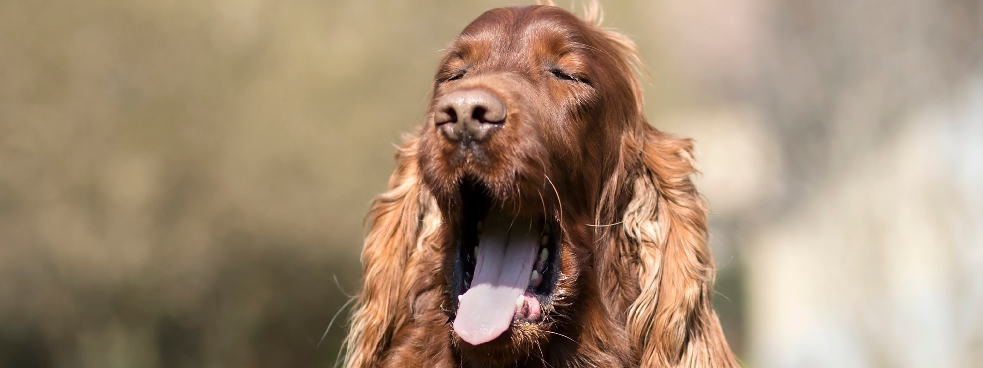 Mauvaise haleine chez le chien : causes et solutions efficaces
