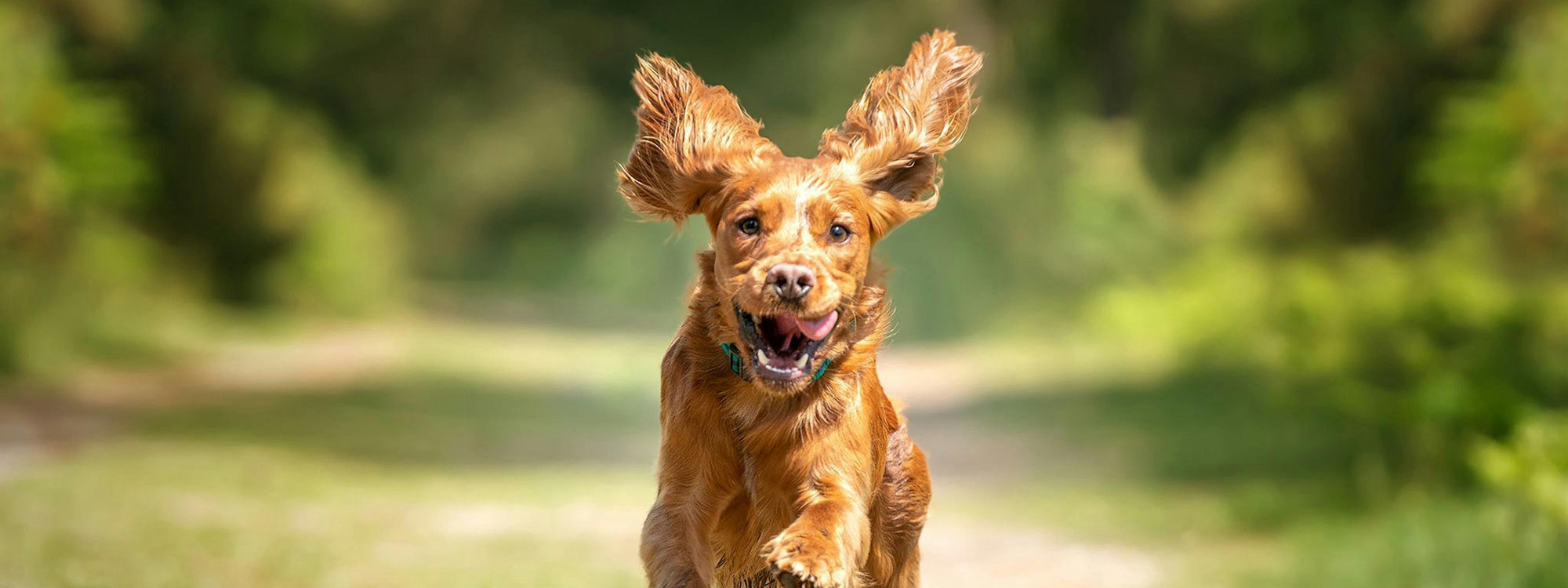 Démangeaisons chez le chien : que faire quand il se gratte sans arrêt ?