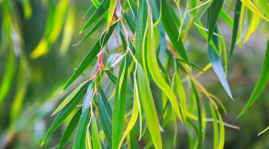 Eucalyptus