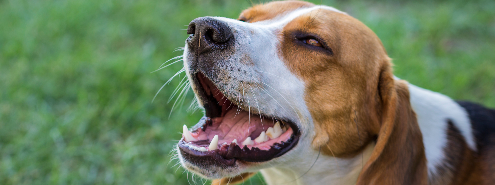 Gingivite chez le chien : comment protéger ses gencives ?