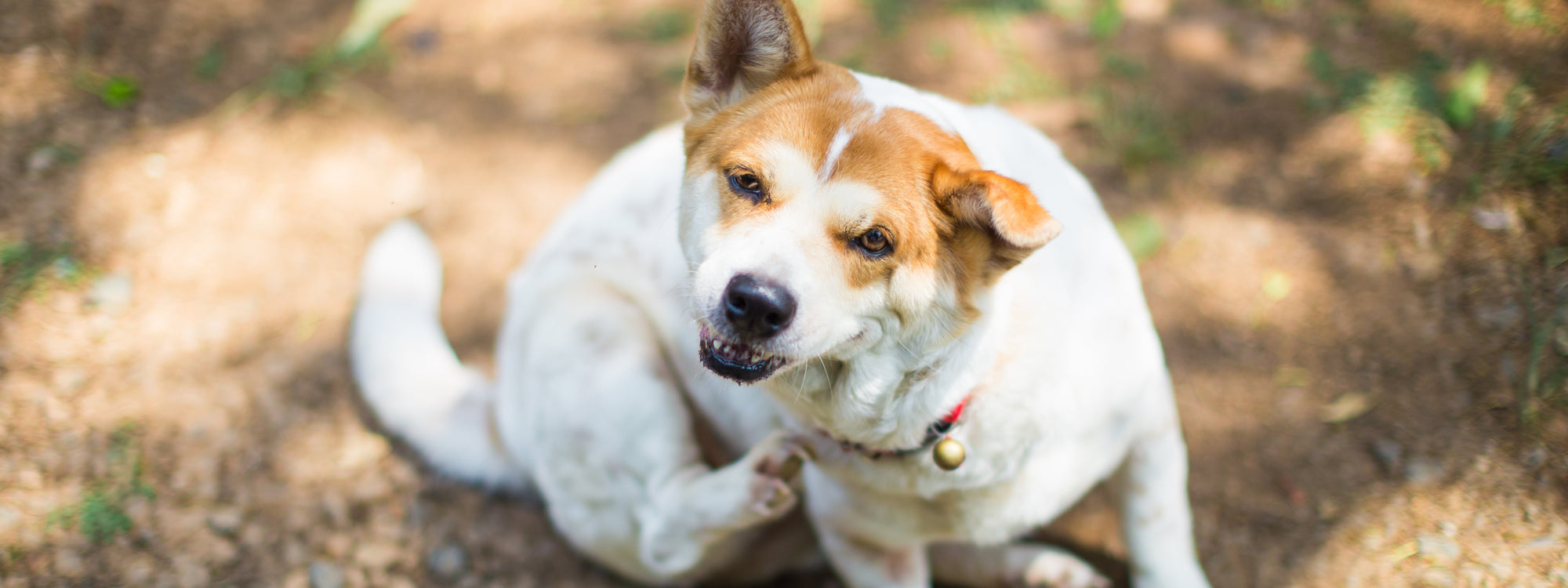 Mon chien se gratte la base de la queue : causes et solutions
