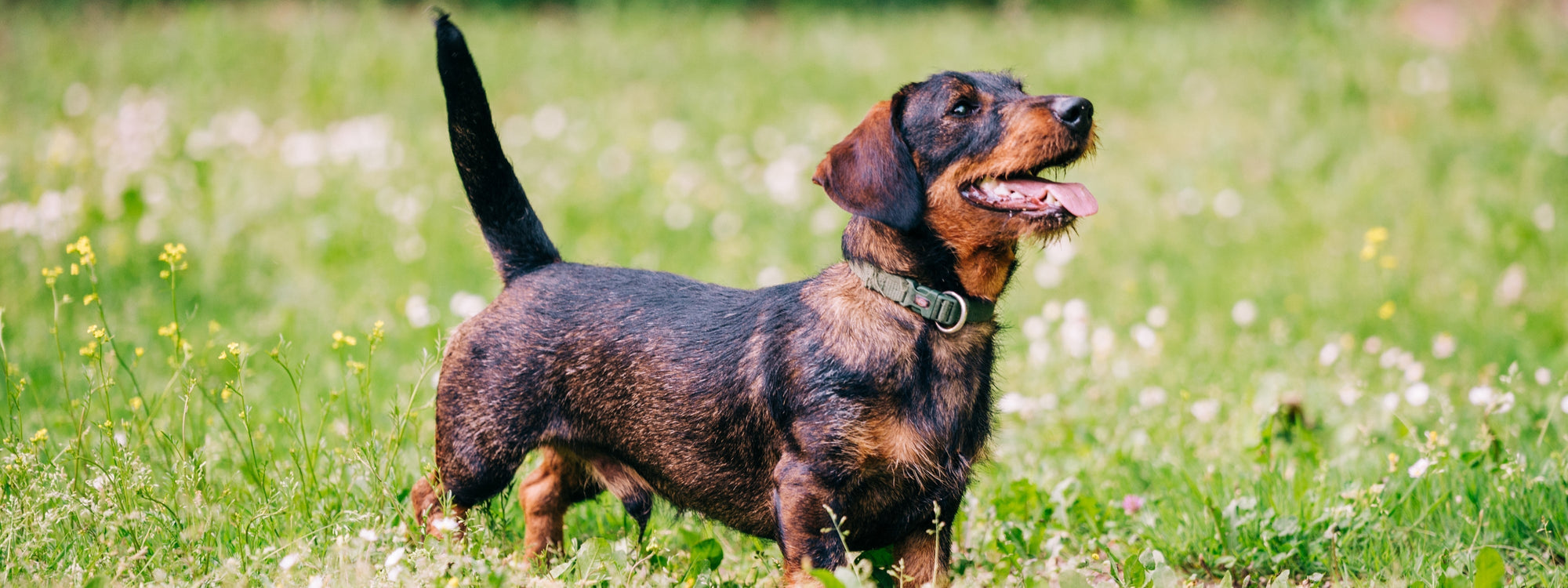 Mon chien a la peau sèche : comprendre les causes et agir