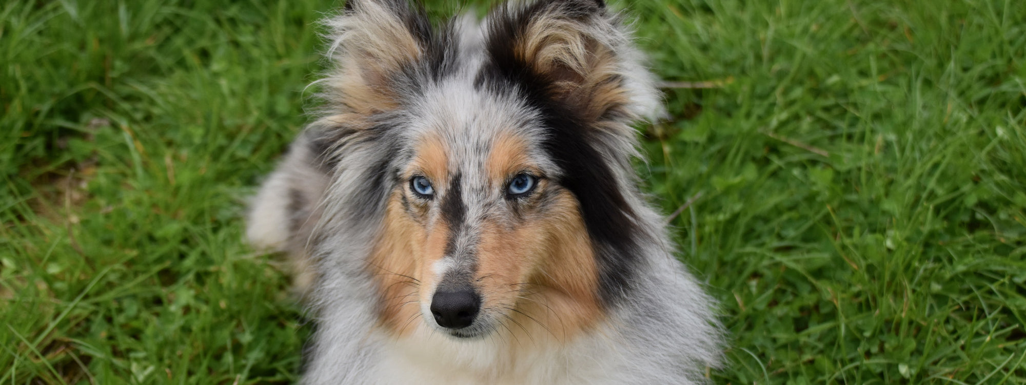 Poil terne chez le chien : comment retrouver un poil brillant ?