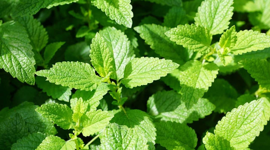 Menthe Poivrée