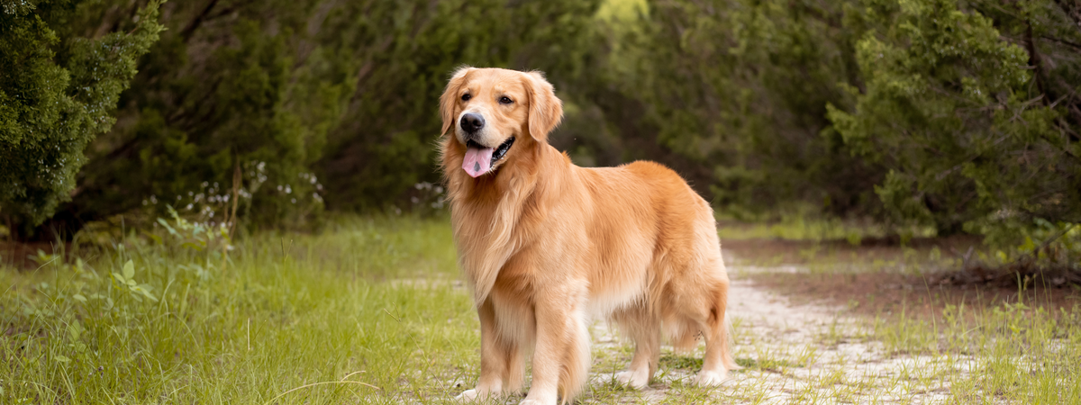 Pellicules chez le chien : causes et traitements