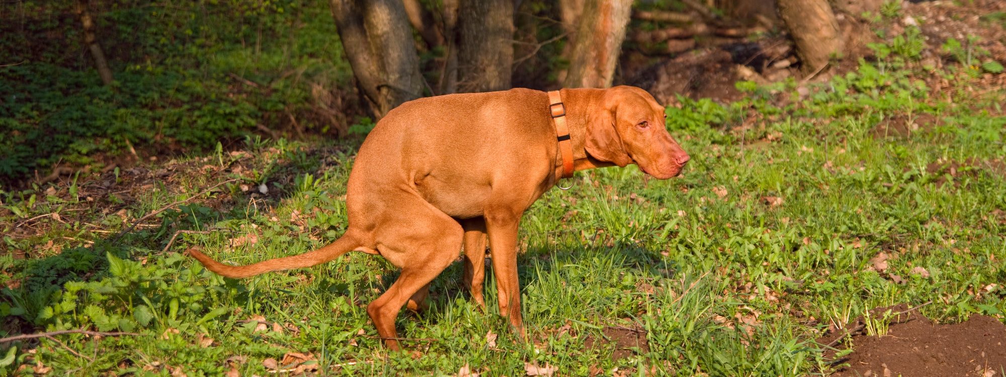 Mon chien a la diarrhée : comment améliorer sa digestion ?