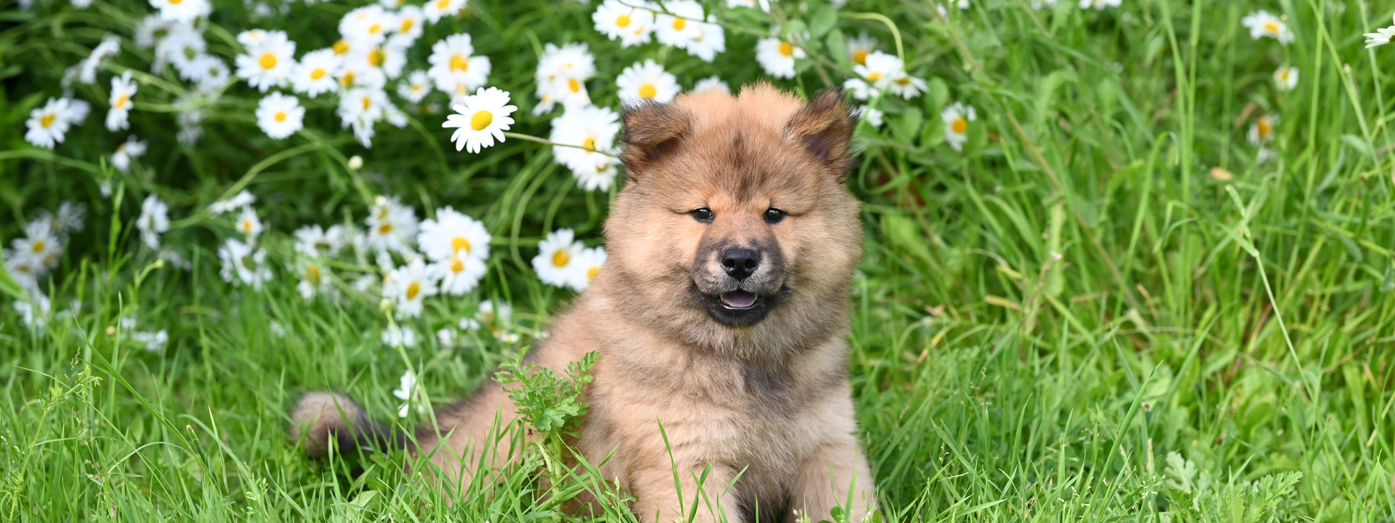 Mon chien perd ses poils : comment réagir ?