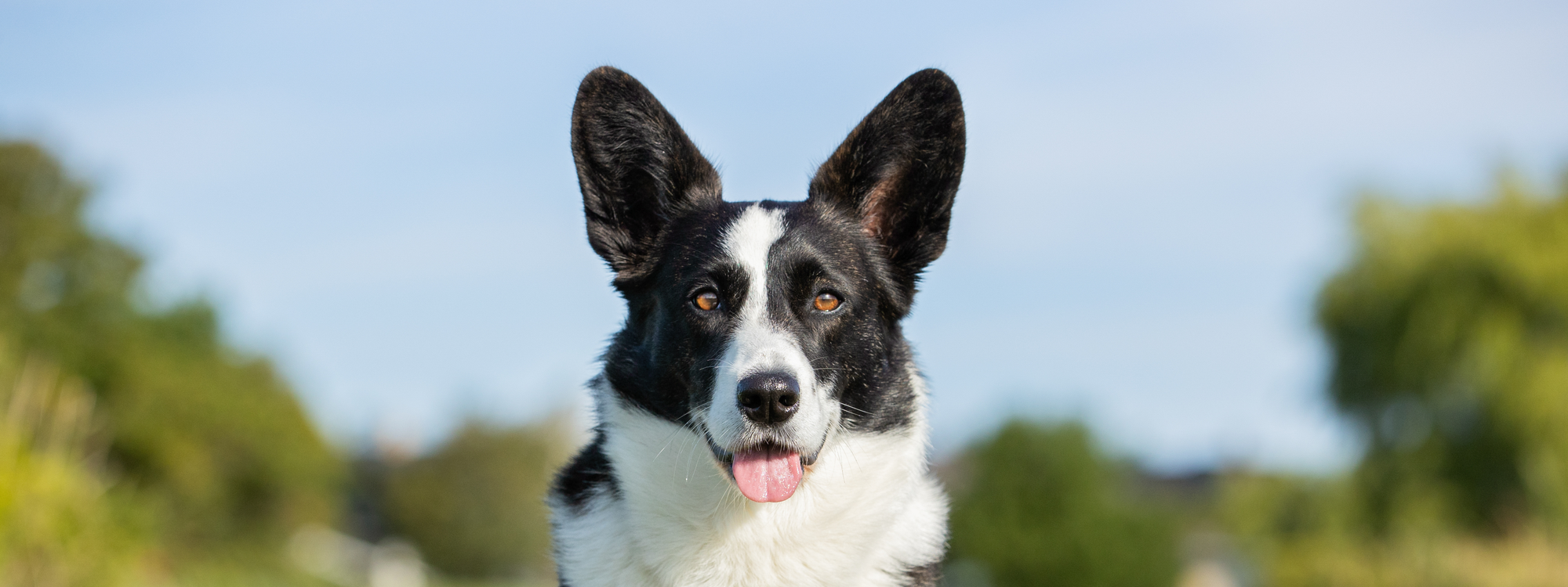 Mon chien se gratte : quelles causes et quelles solutions ?
