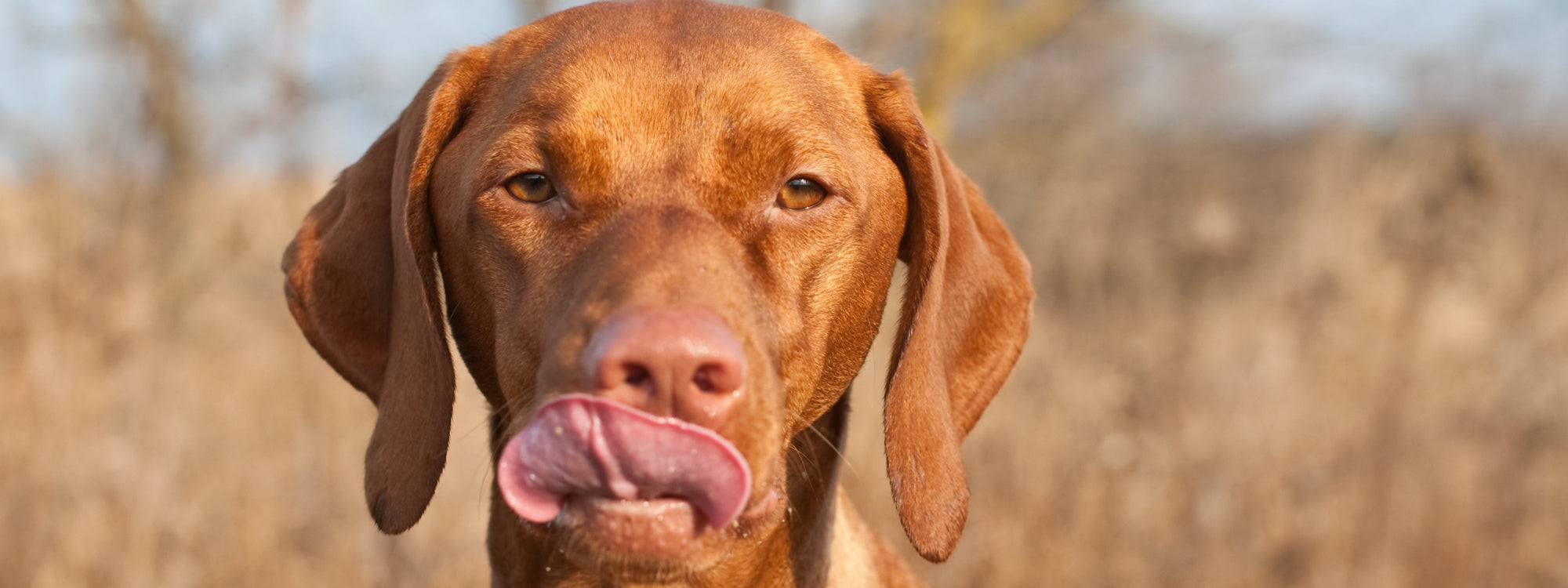 Pourquoi mon chien se lèche beaucoup ?