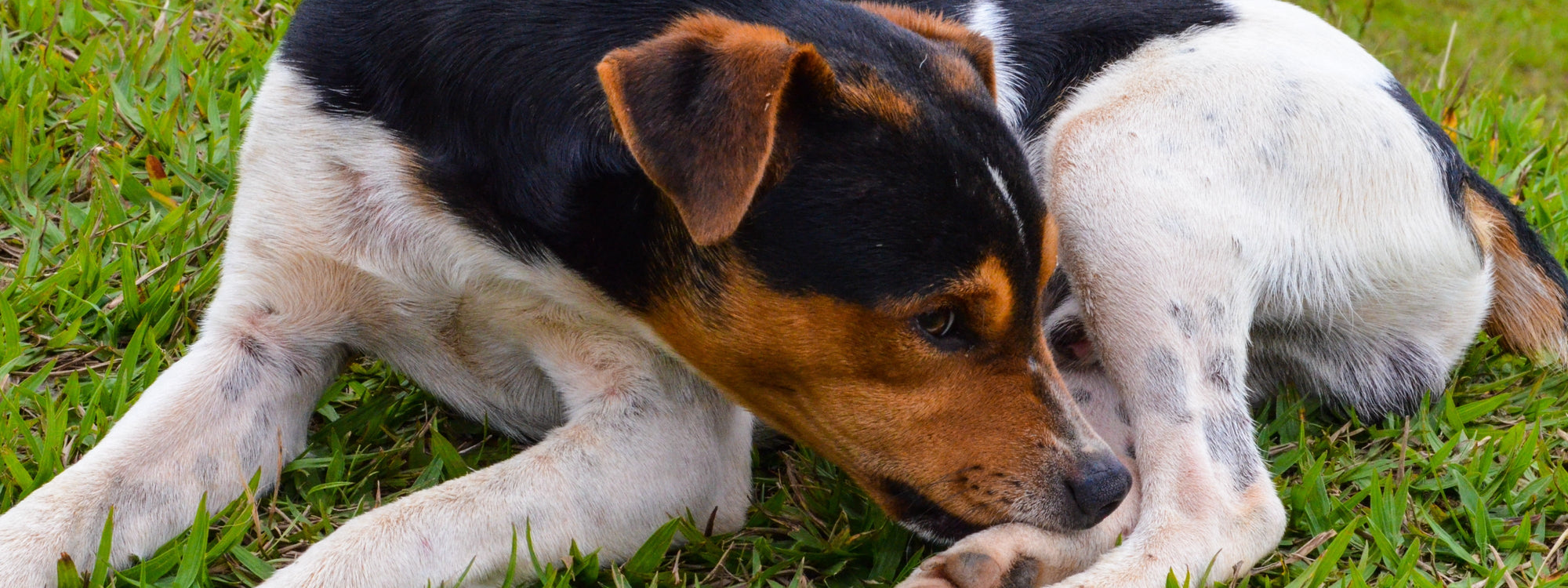 Mon chien se mordille les pattes : comprendre ce signal et agir