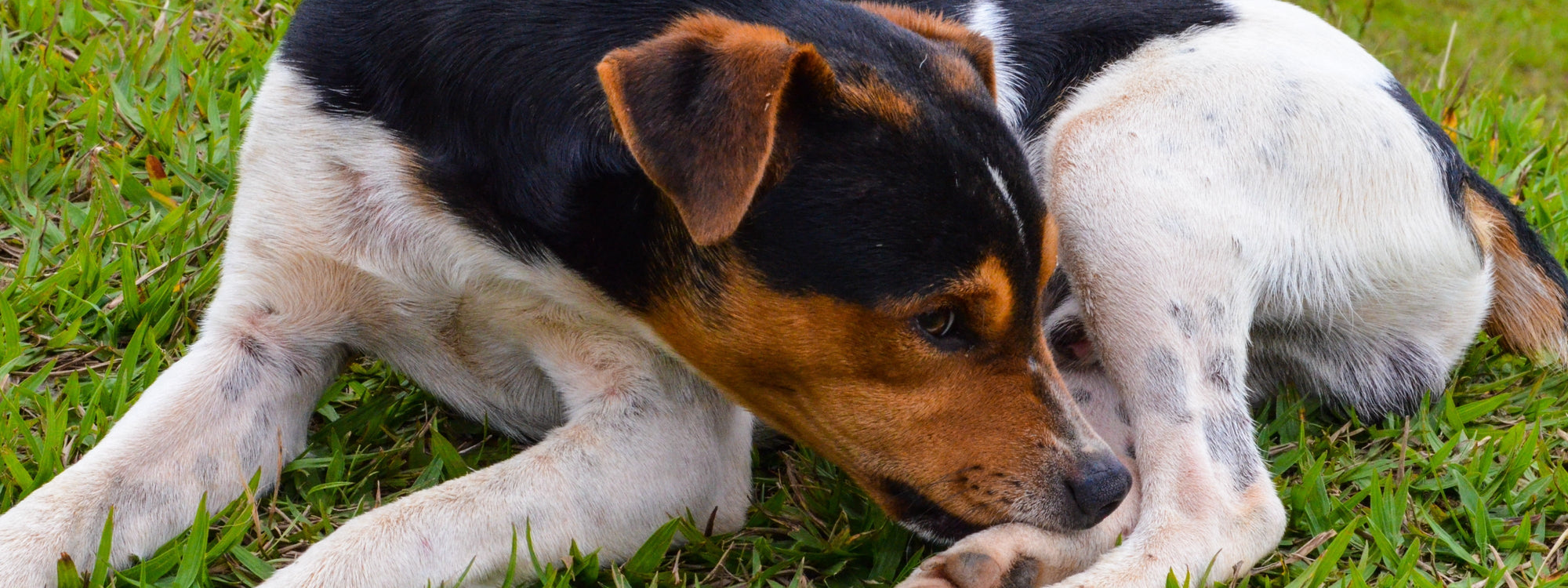 Mon chien se mordille les pattes : comprendre ce signal et agir