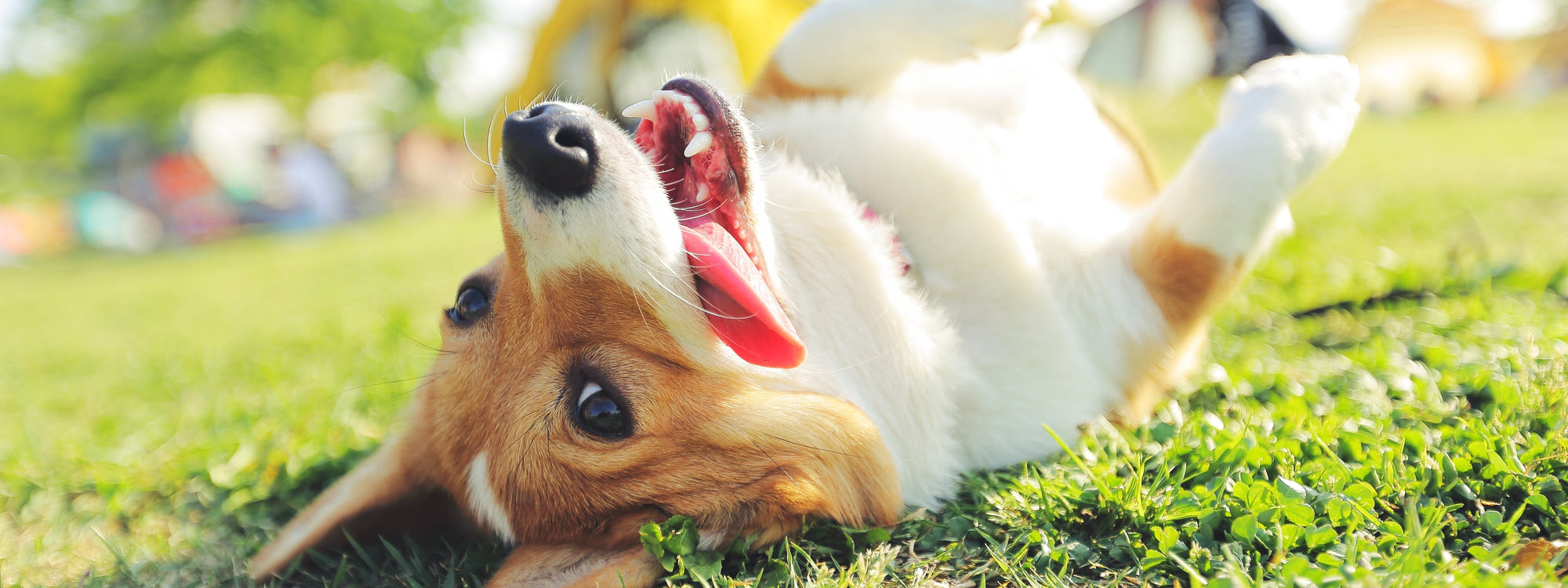 Peau irritée chez le chien : les bons réflexes pour l’apaiser