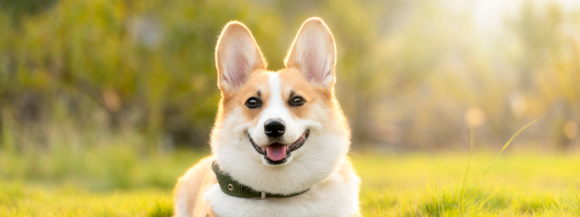 Mon chien a des croûtes sur la peau : comment le soulager vite ?