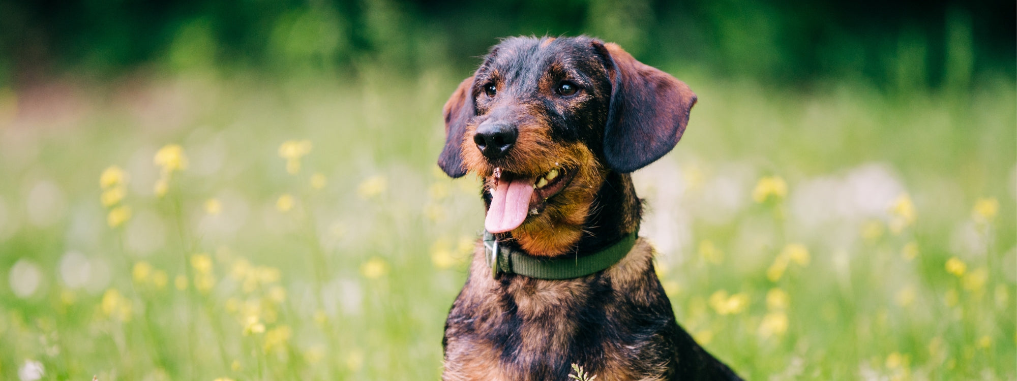 Mon chien a du mal à se lever et marcher : causes et solutions