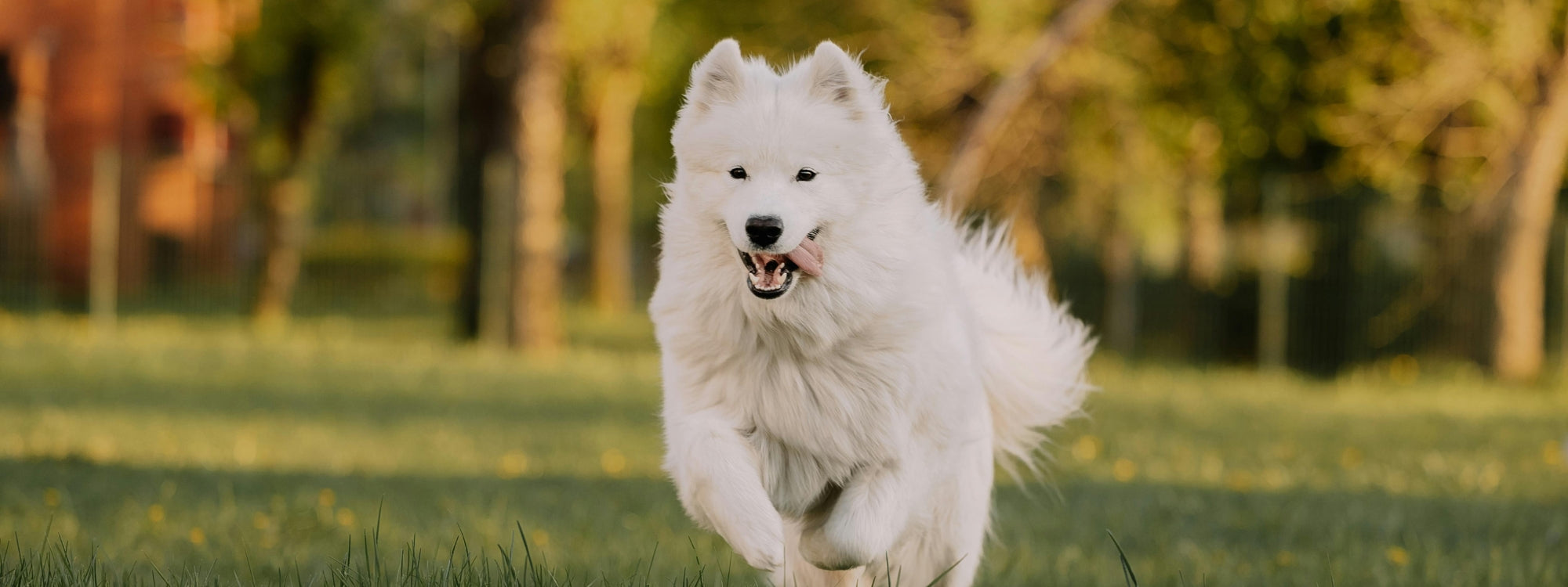 Mon chien boite mais ne se plaint pas : comment réagir ?