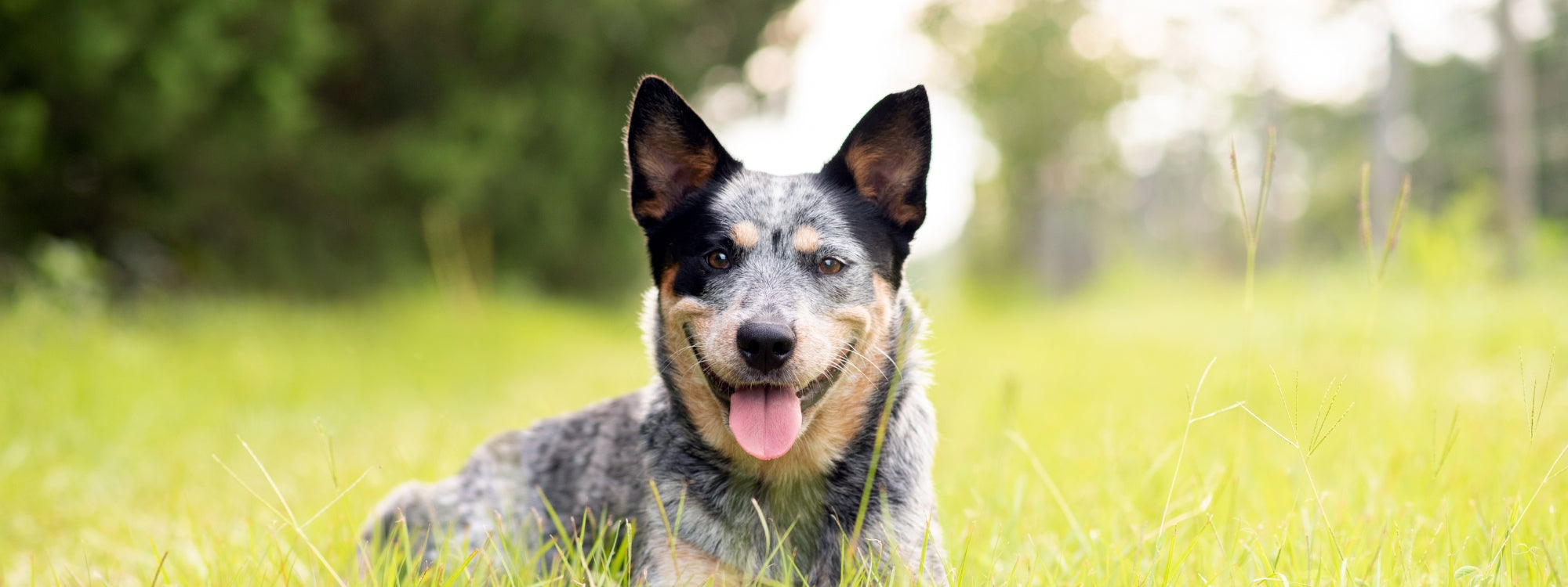 Prurit chez le chien : causes et solutions pour l’apaiser