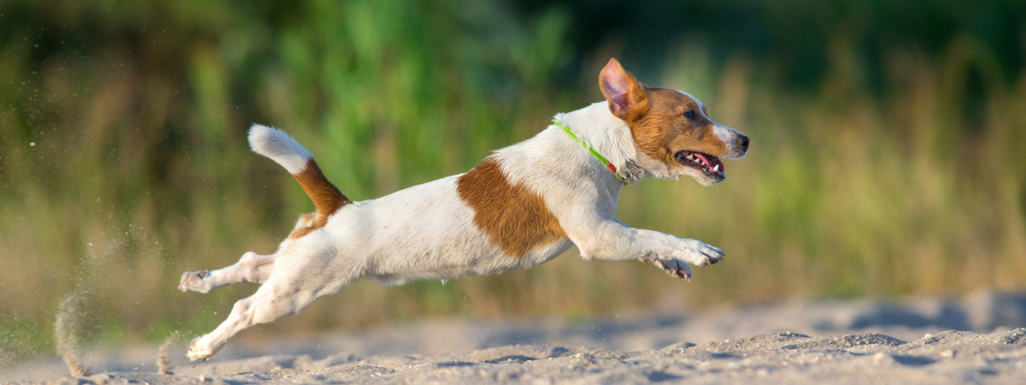 Mon chien a mal aux articulations : comment l’aider à retrouver du confort