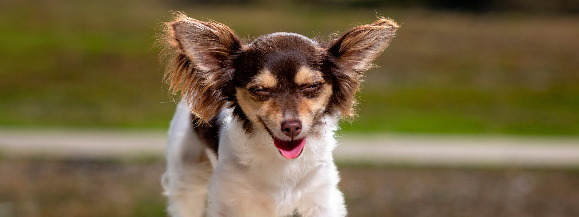 Mon chien se gratte l'oreille : que faire pour le soulager ?