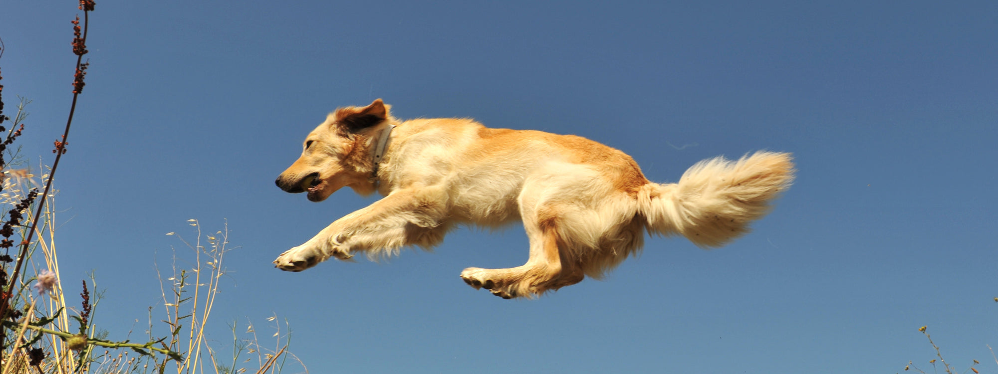 Quel complément articulations choisir pour son chien ?