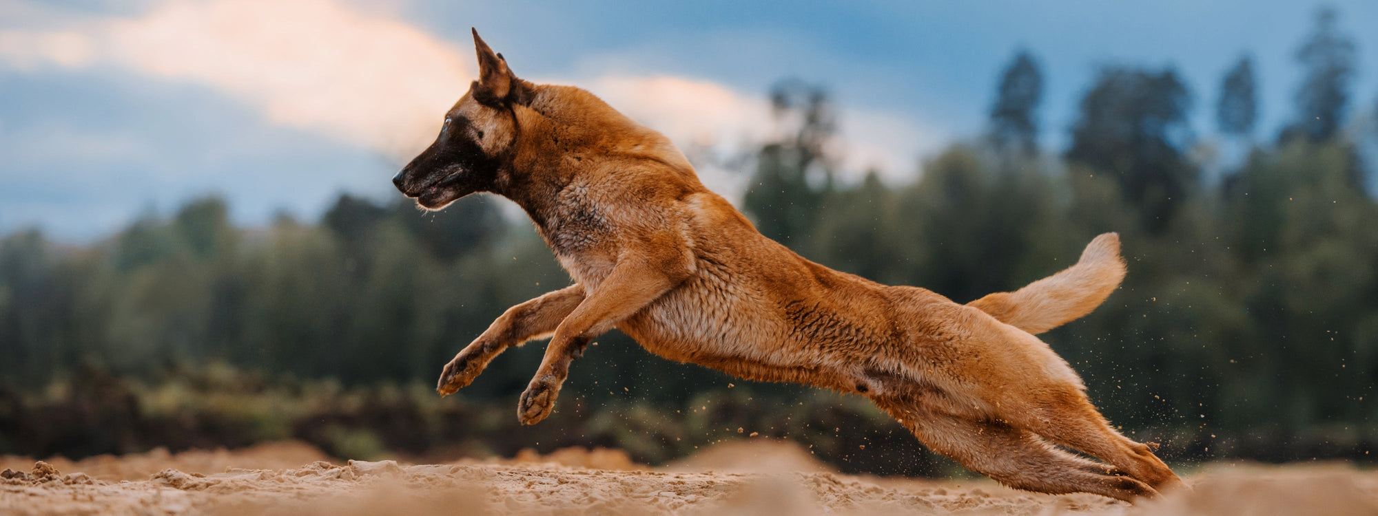 Comment prendre soin des articulations du chien ?