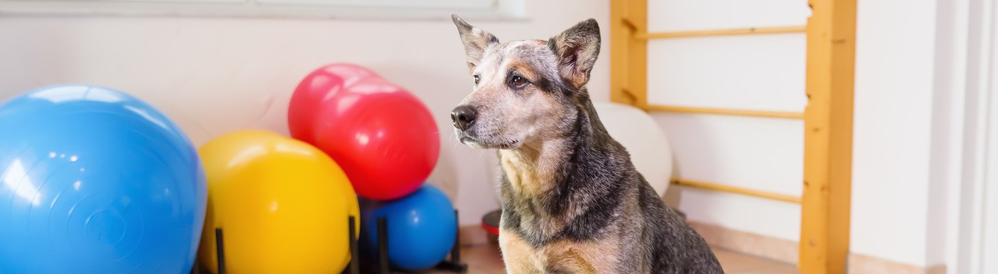 Arthrose chez le chien : comprendre,  repérer les signes et soulager la douleur - besti