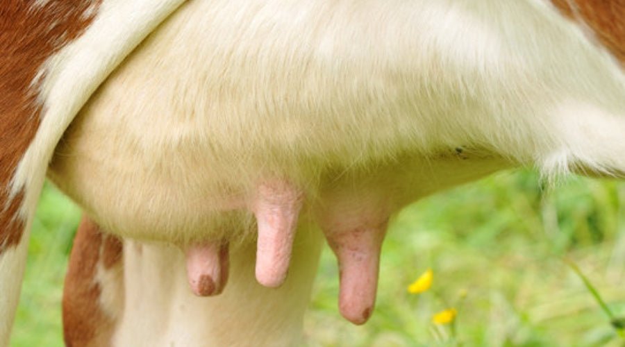 Colostrum - besti