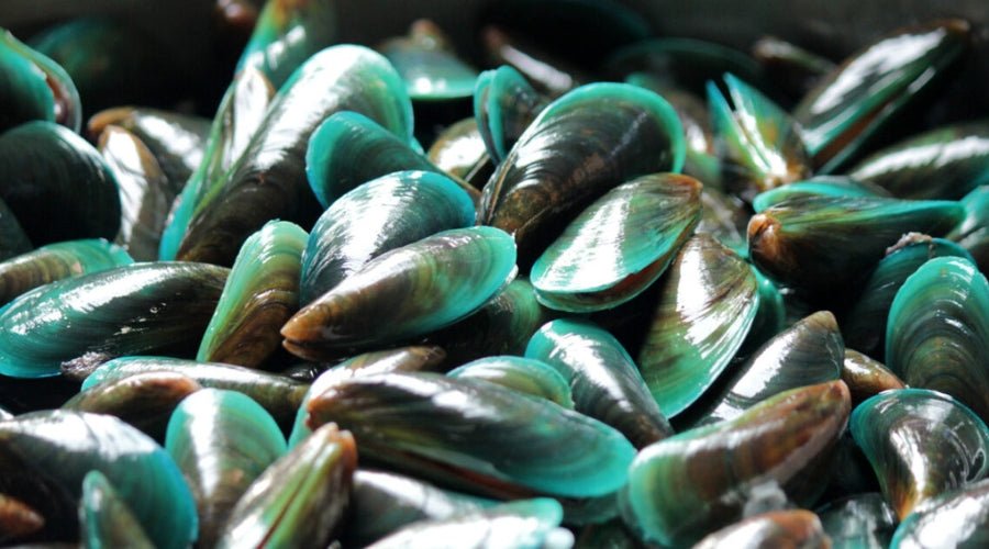 Moule à lèvres vertes - besti
