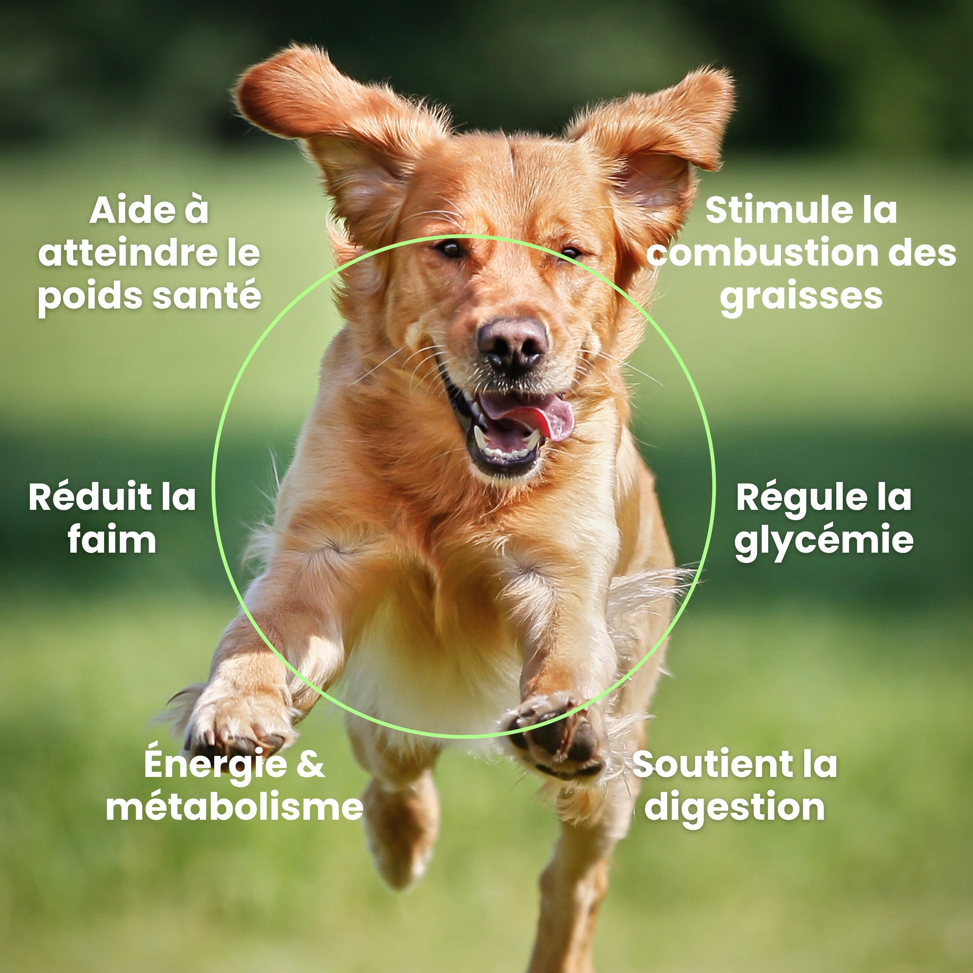 Complément Perte de Poids