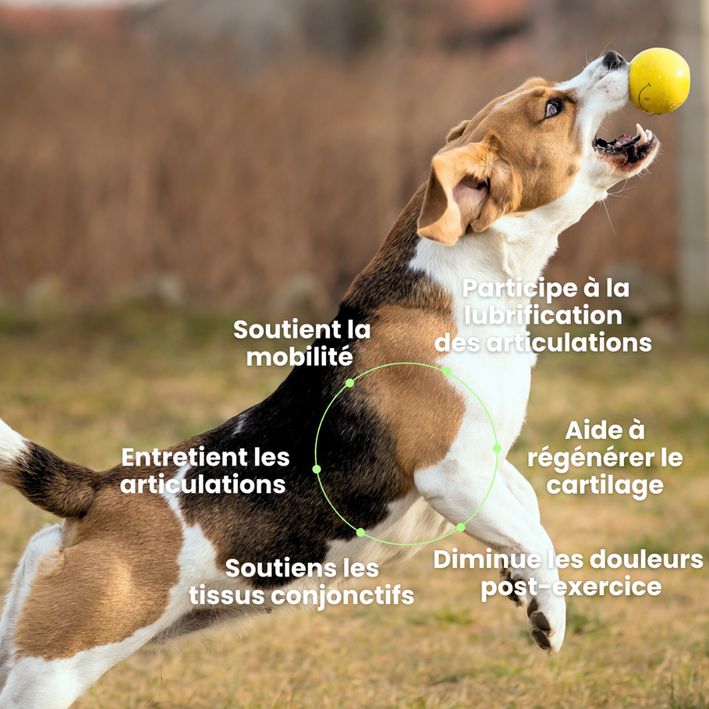 Articulations