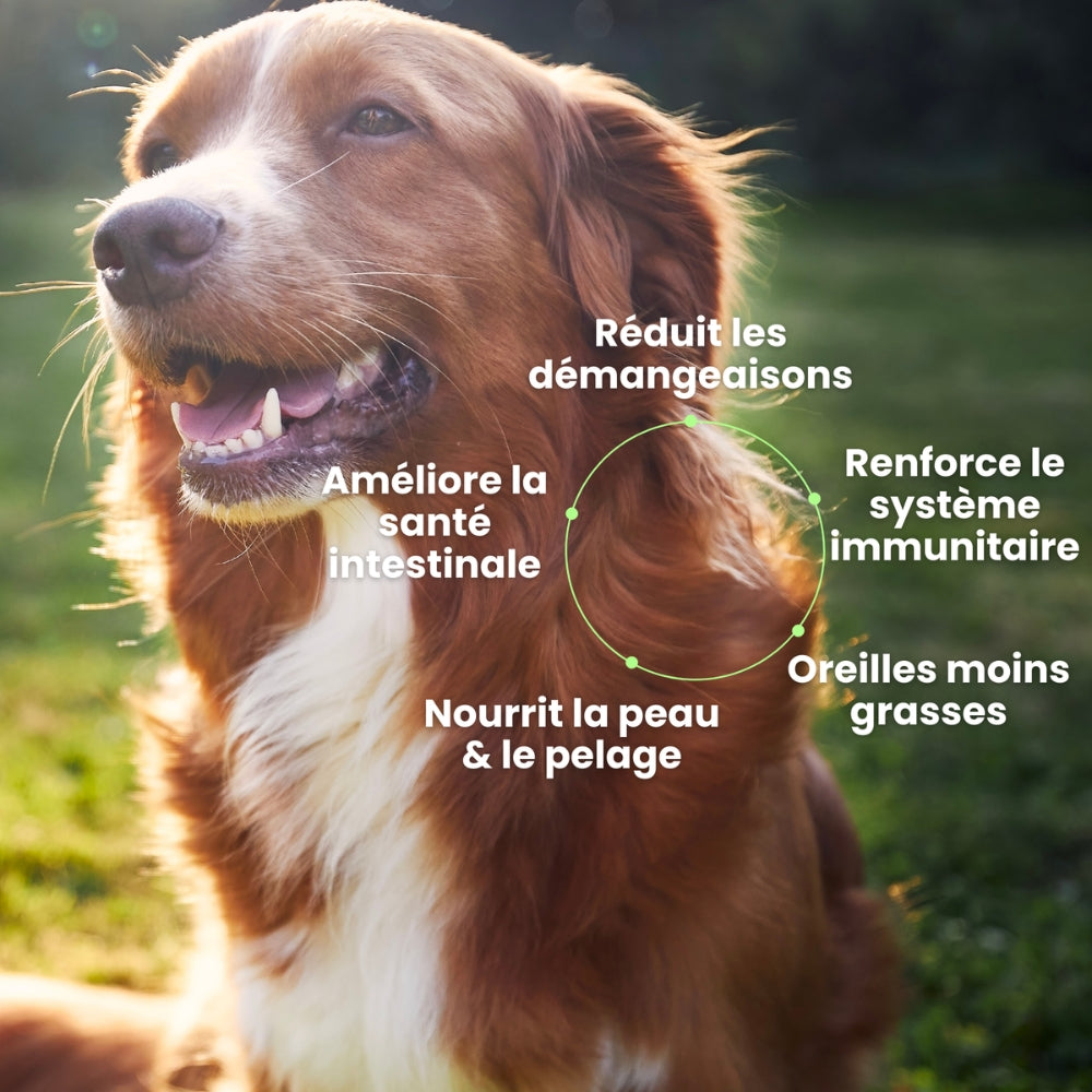 Démangeaisons