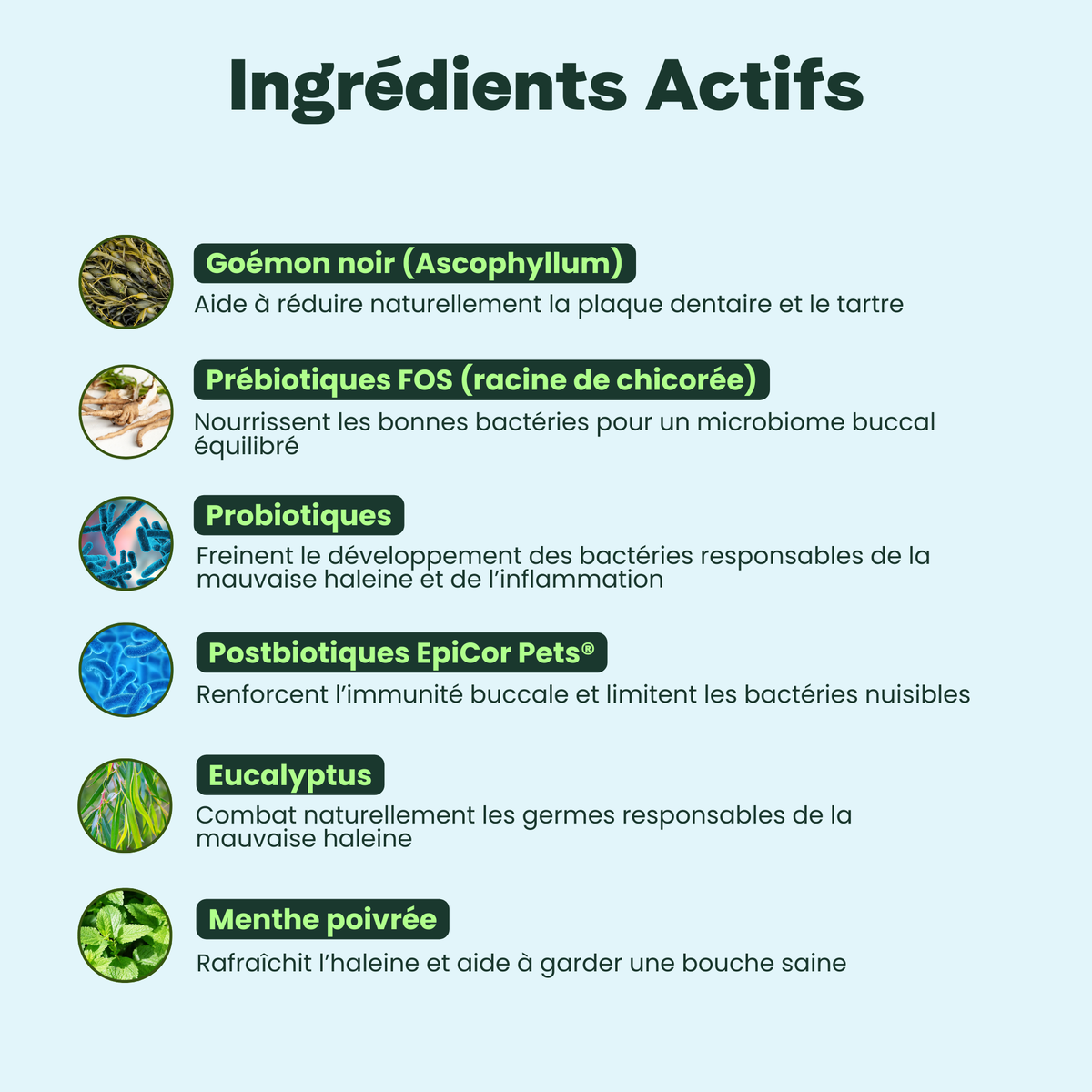 Haleine, Dents & Gencives