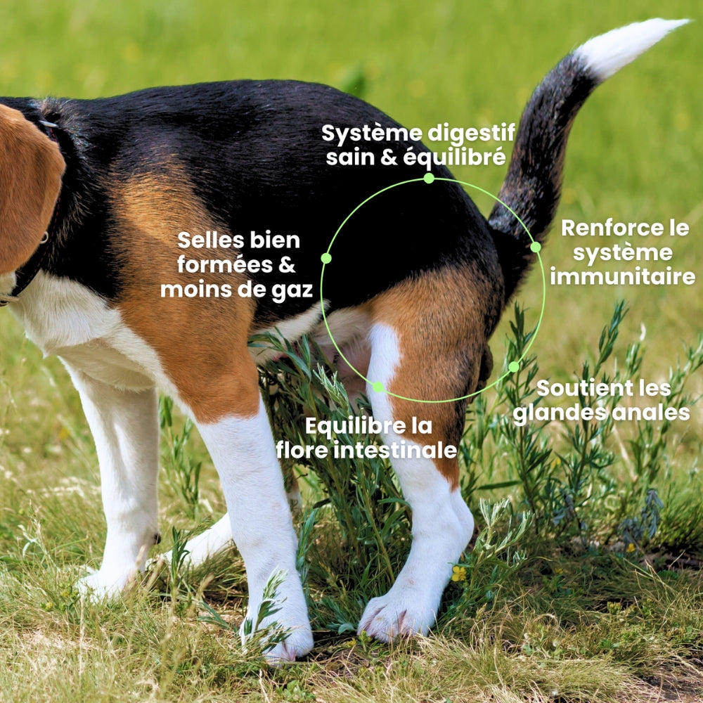 Digestion