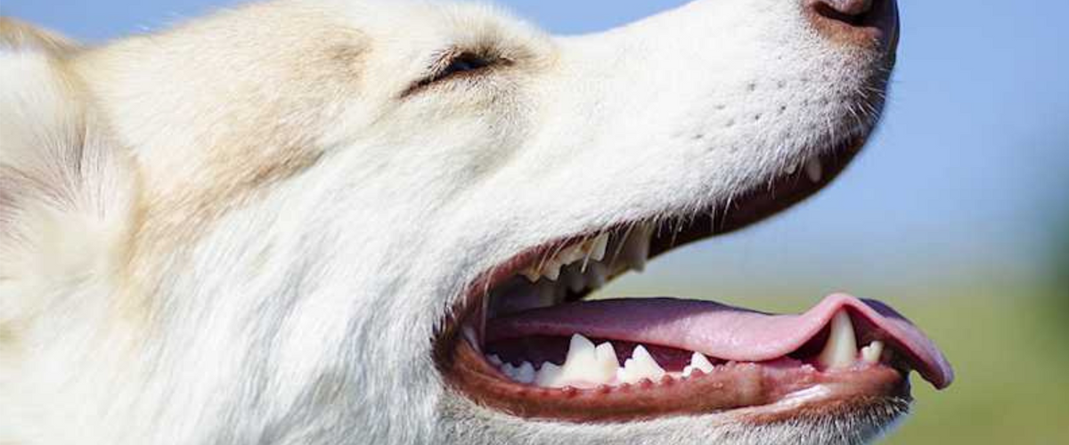 Nos compléments alimentaires et nos soins pour chien