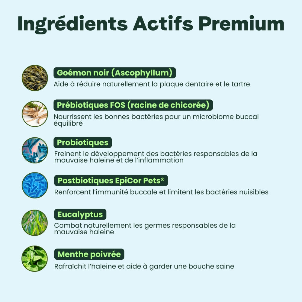 Haleine, Dents & Gencives