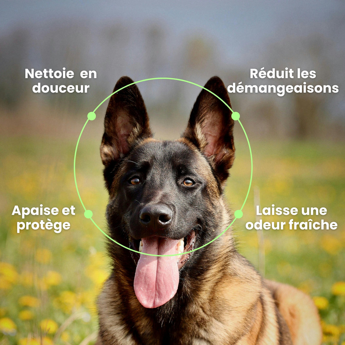 Lotion Oreilles Nettoyante & Purifiante