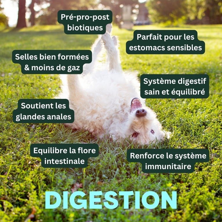 Digestion - besti